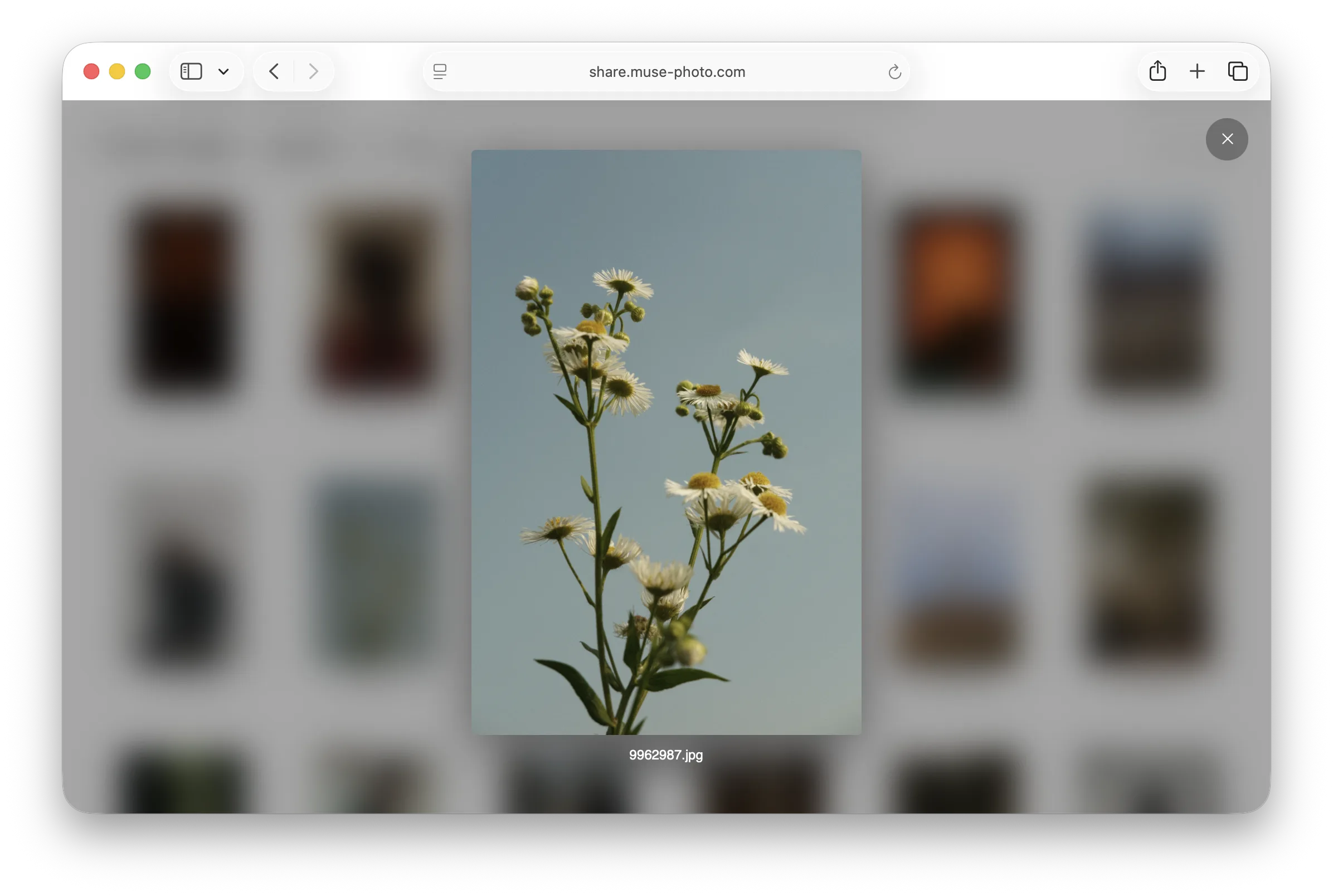 A Muse shared collection with one photograph opened in a full-size detail view.